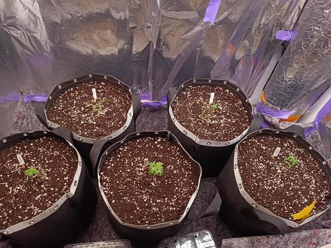 GROWBOX 4 (17.+18.+19.+20.+21.). Week 2 - Tag 11