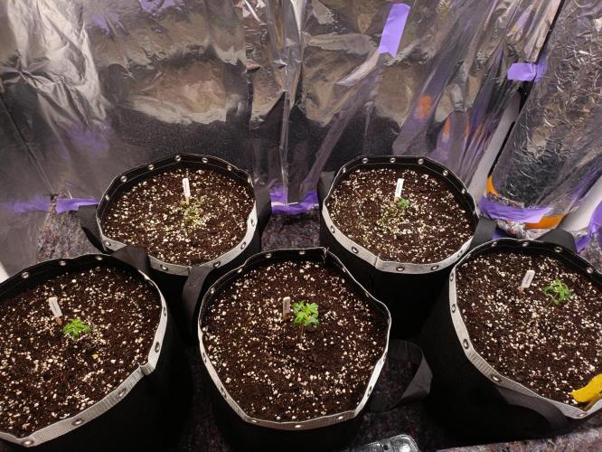 GROWBOX 4 (17.+18.+19.+20.+21.). Week 2 - Tag 11