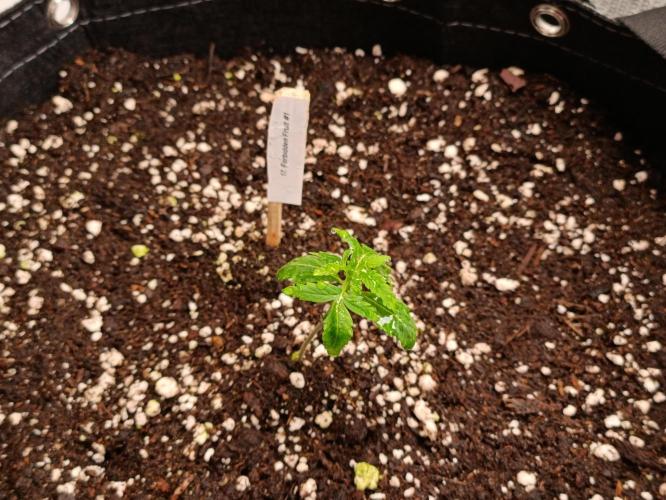 GROWBOX 4 (17.+18.+19.+20.+21.). Week 2 - Tag 11