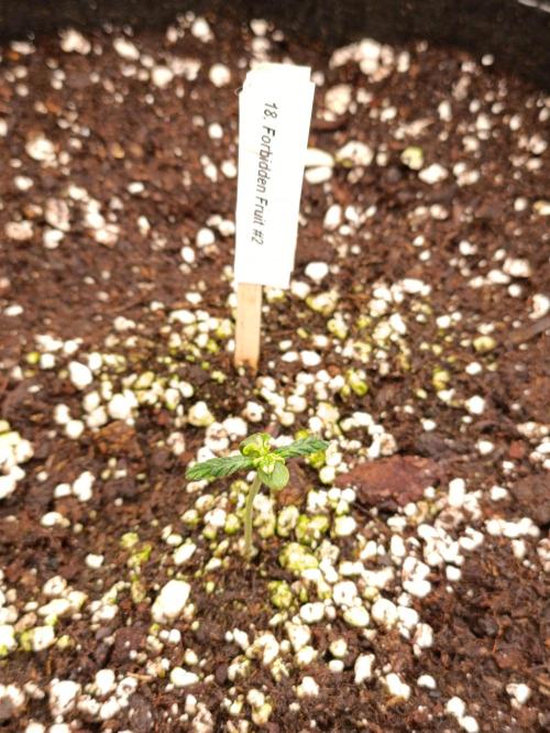 GROWBOX 4 (17.+18.+19.+20.+21.). Week 2 - Tag 11