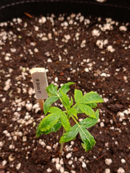 GROWBOX 4 (17.+18.+19.+20.+21.). Week 2 - Tag 11