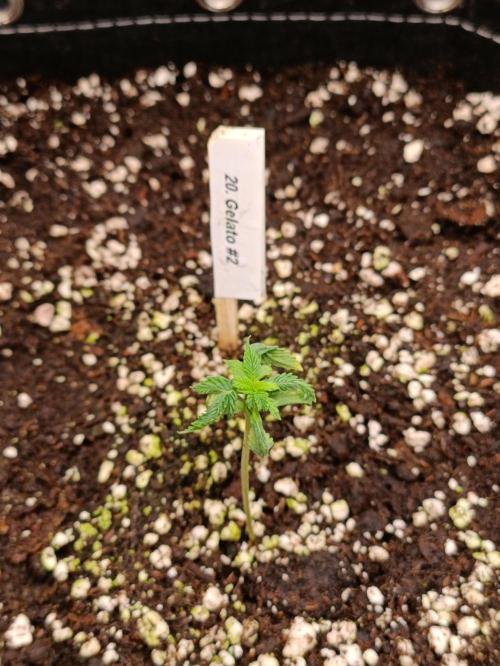 GROWBOX 4 (17.+18.+19.+20.+21.). Week 2 - Tag 11