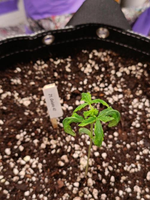 GROWBOX 4 (17.+18.+19.+20.+21.). Week 2 - Tag 11