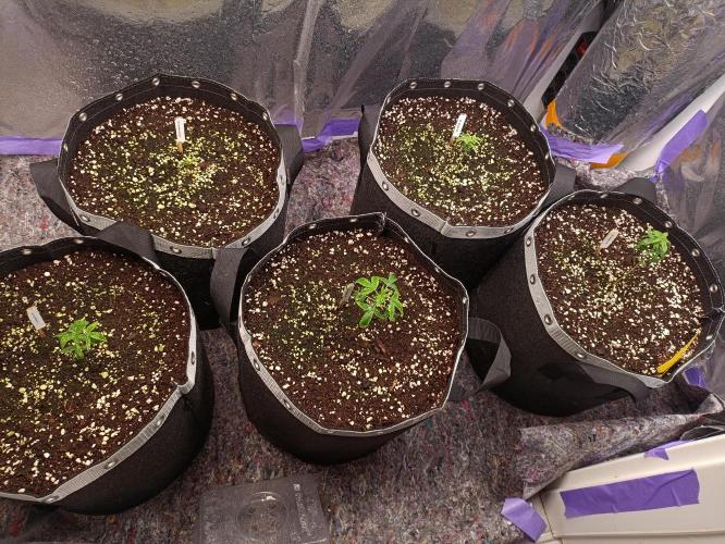 GROWBOX 4 (17.+18.+19.+20.+21.). Week 2 - Tag 14