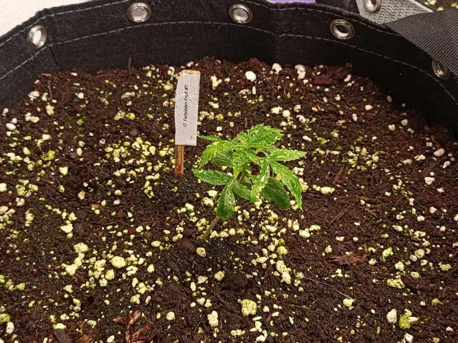 GROWBOX 4 (17.+18.+19.+20.+21.). Week 2 - Tag 14