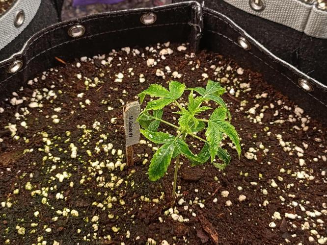 GROWBOX 4 (17.+18.+19.+20.+21.). Week 2 - Tag 14