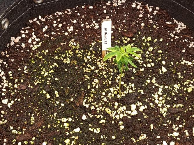 GROWBOX 4 (17.+18.+19.+20.+21.). Week 2 - Tag 14