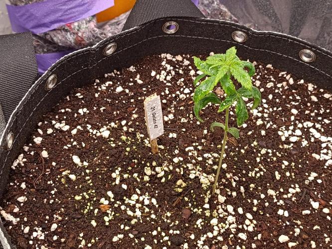 GROWBOX 4 (17.+18.+19.+20.+21.). Week 2 - Tag 14