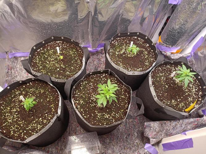 GROWBOX 4 (17.+18.+19.+20.+21.). Week 3 - Tag 18
