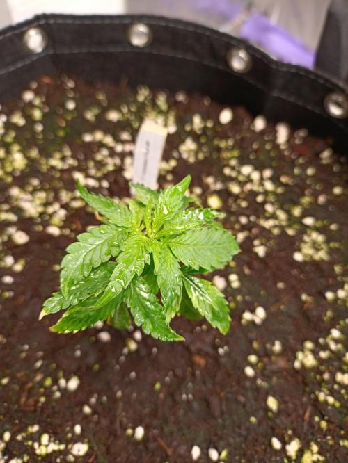 GROWBOX 4 (17.+18.+19.+20.+21.). Week 3 - Tag 18