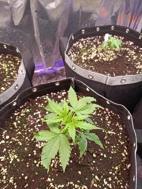 GROWBOX 4 (17.+18.+19.+20.+21.). Week 3 - Tag 18