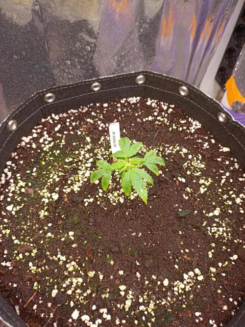 GROWBOX 4 (17.+18.+19.+20.+21.). Week 3 - Tag 18
