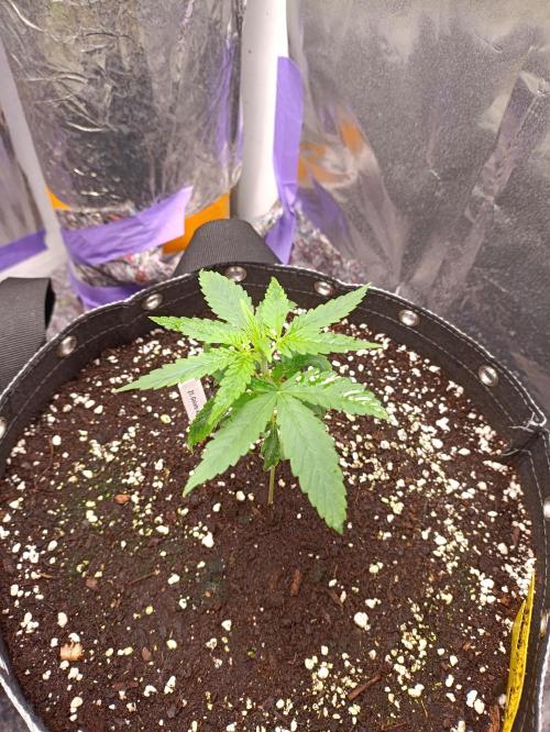 GROWBOX 4 (17.+18.+19.+20.+21.). Week 3 - Tag 18