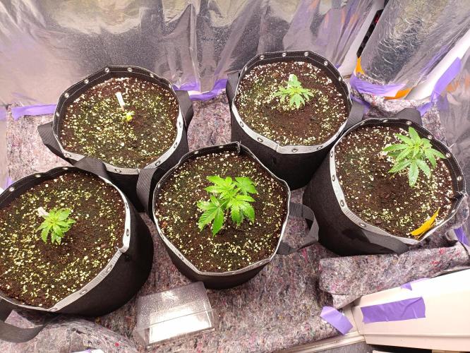 GROWBOX 4 (17.+18.+19.+20.+21.). Week 3 - Tag 20