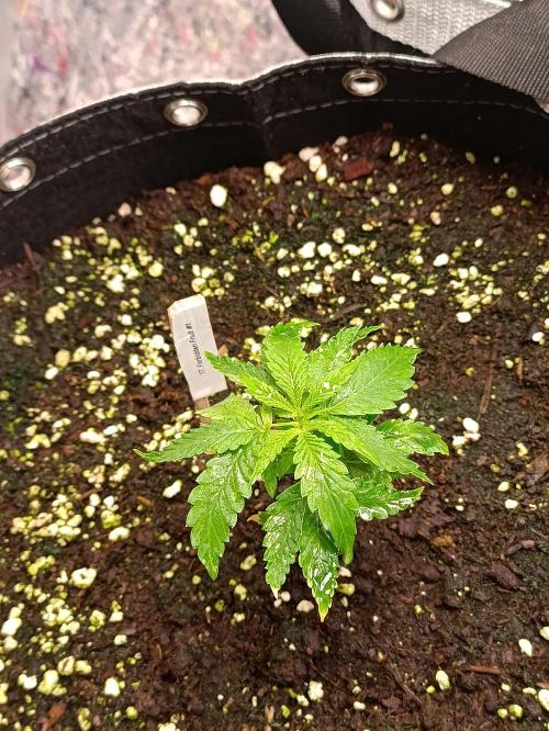 GROWBOX 4 (17.+18.+19.+20.+21.). Week 3 - Tag 20