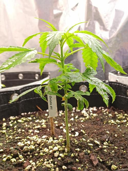 GROWBOX 4 (17.+18.+19.+20.+21.). Week 3 - Tag 20