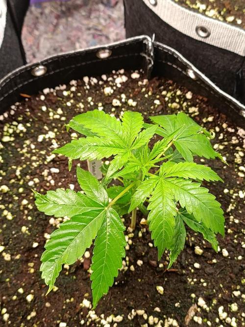 GROWBOX 4 (17.+18.+19.+20.+21.). Week 3 - Tag 20