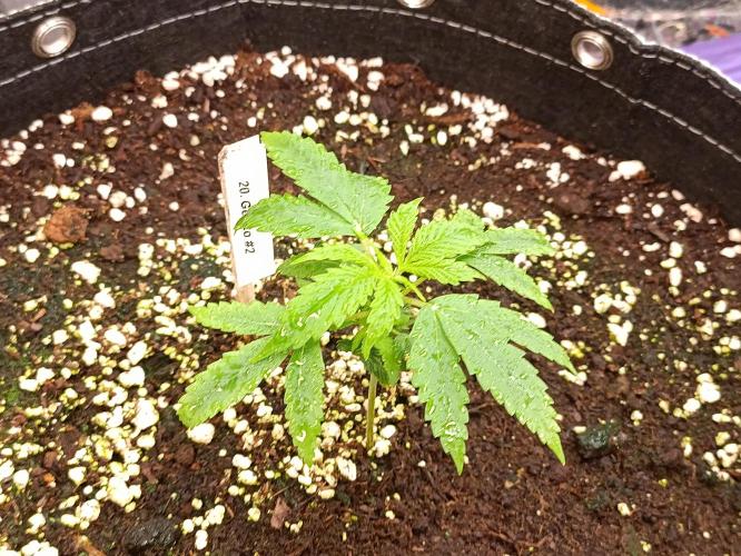 GROWBOX 4 (17.+18.+19.+20.+21.). Week 3 - Tag 20