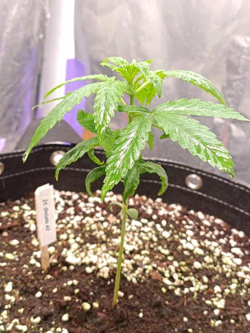 GROWBOX 4 (17.+18.+19.+20.+21.). Week 3 - Tag 20
