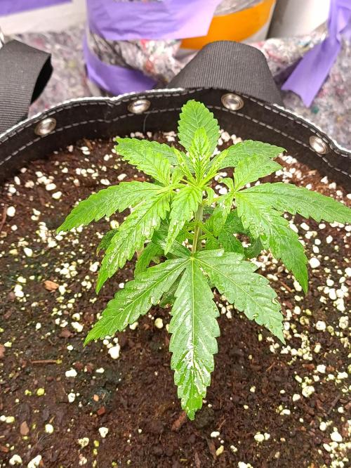 GROWBOX 4 (17.+18.+19.+20.+21.). Week 3 - Tag 20