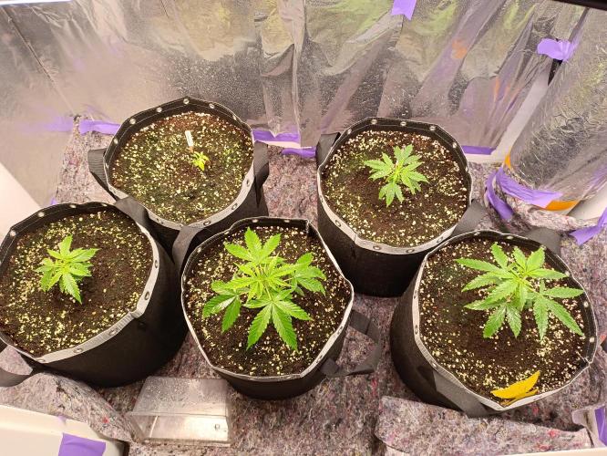 GROWBOX 4 (17.+18.+19.+20.+21.). Week 4 - Tag 22