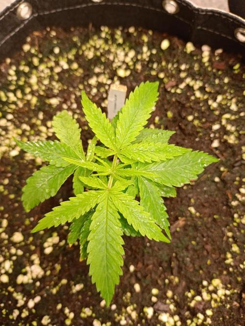 GROWBOX 4 (17.+18.+19.+20.+21.). Week 4 - Tag 22