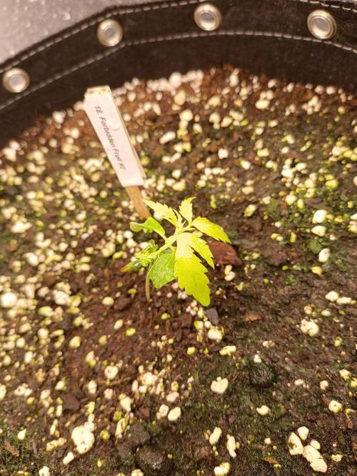 GROWBOX 4 (17.+18.+19.+20.+21.). Week 4 - Tag 22 ...hoffe da kommt noch was!?!