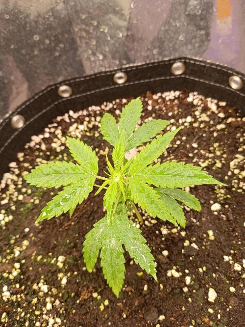 GROWBOX 4 (17.+18.+19.+20.+21.). Week 4 - Tag 22