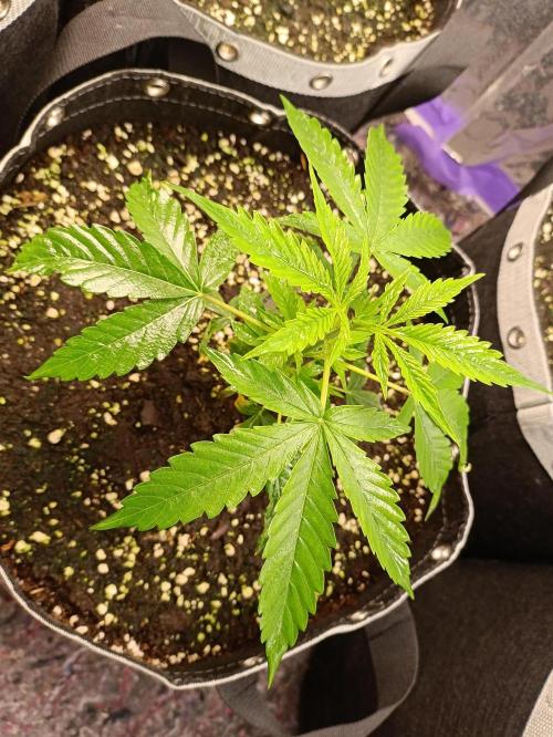 GROWBOX 4 (17.+18.+19.+20.+21.). Week 4 - Tag 22