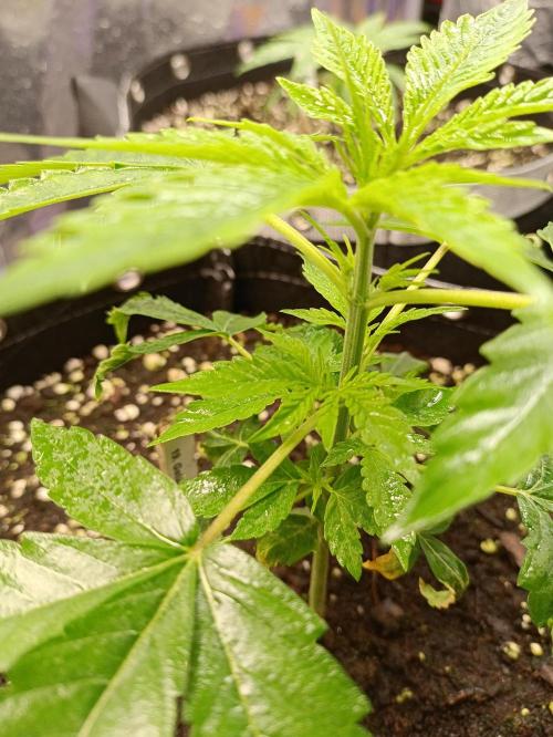 GROWBOX 4 (17.+18.+19.+20.+21.). Week 4 - Tag 22