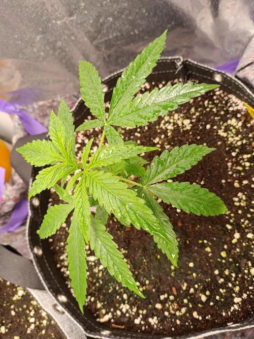 GROWBOX 4 (17.+18.+19.+20.+21.). Week 4 - Tag 22