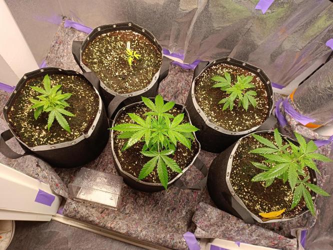 GROWBOX 4 (17.+18.+19.+20.+21.). Week 4 - Tag 24