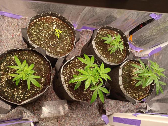 GROWBOX 4 (17.+18.+19.+20.+21.). Week 4 - Tag 24
