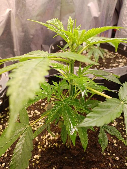 GROWBOX 4 (17.+18.+19.+20.+21.). Week 4 - Tag 24