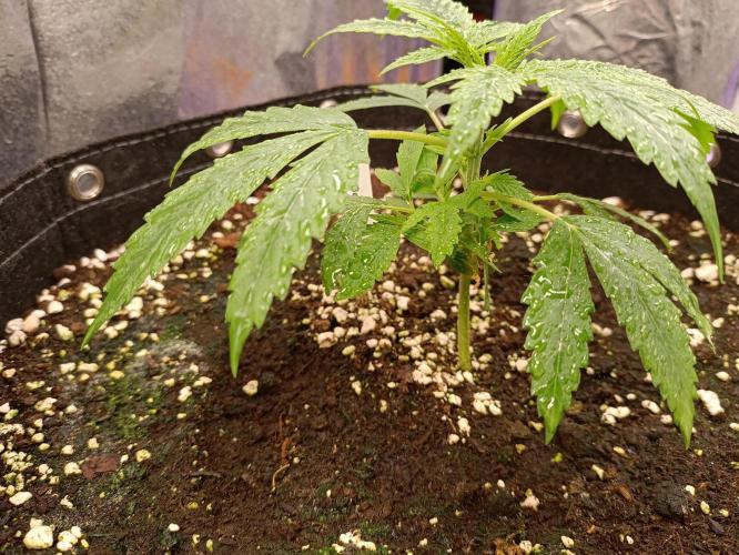 GROWBOX 4 (17.+18.+19.+20.+21.). Week 4 - Tag 24