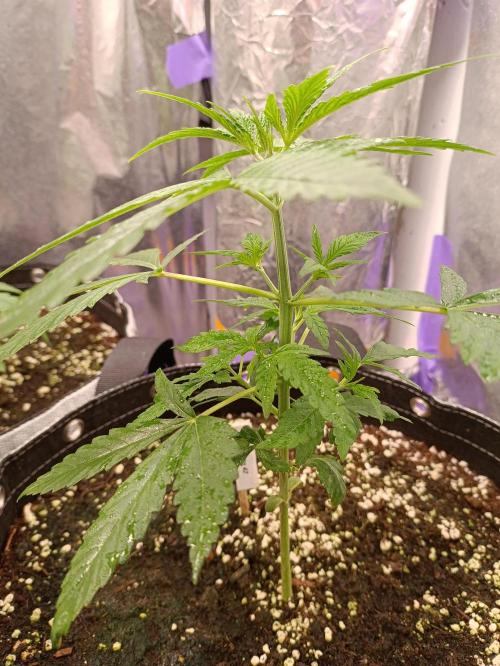 GROWBOX 4 (17.+18.+19.+20.+21.). Week 4 - Tag 24