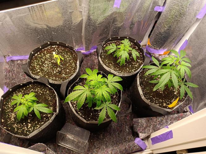 GROWBOX 4 (17.+18.+19.+20.+21.). Week 4 - Tag 26