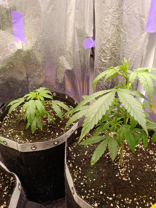 GROWBOX 4 (17.+18.+19.+20.+21.). Week 4 - Tag 26