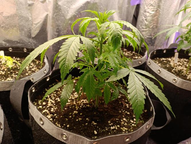 GROWBOX 4 (17.+18.+19.+20.+21.). Week 4 - Tag 26