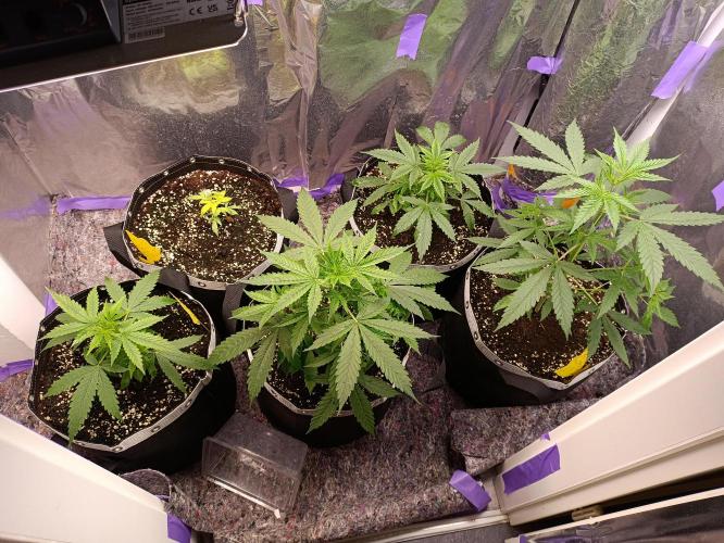 GROWBOX 4 (17.+18.+19.+20.+21.). Week 4 - Tag 28