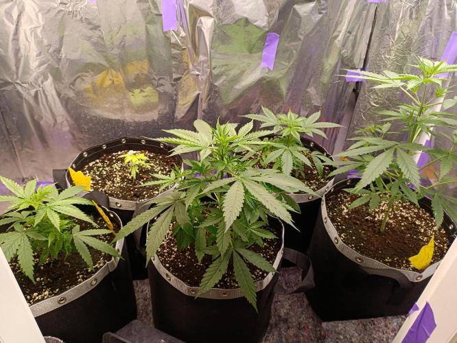 GROWBOX 4 (17.+18.+19.+20.+21.). Week 4 - Tag 28