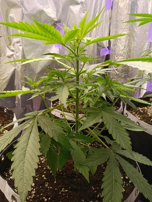 GROWBOX 4 (17.+18.+19.+20.+21.). Week 4 - Tag 28