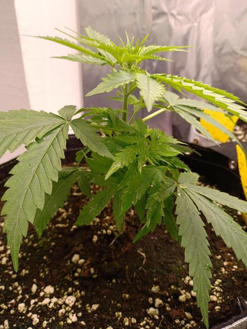 GROWBOX 4 (17.+18.+19.+20.+21.). Week 4 - Tag 28