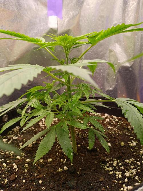 GROWBOX 4 (17.+18.+19.+20.+21.). Week 4 - Tag 28