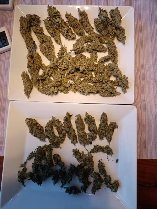 GROWBOX 1 (8.+9.+10.). Week 15