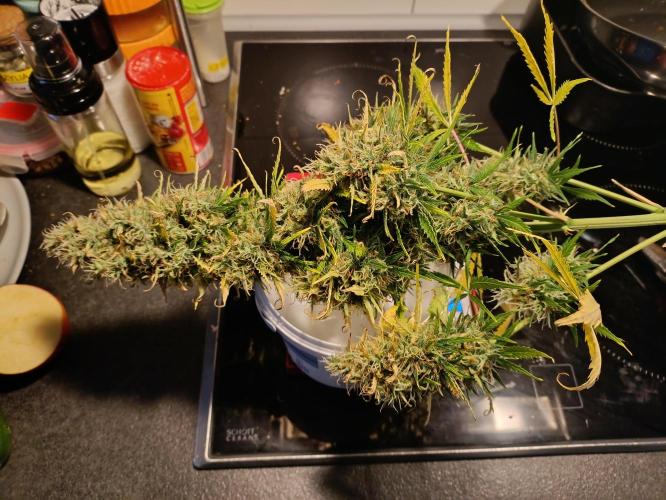 GROWBOX 1 (8.+9.+10.). Week 16