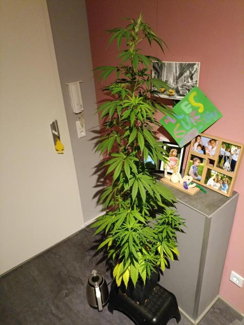 OUTDOOR GROWBOX 1 (5.+5.1+6.+7). Week 17
