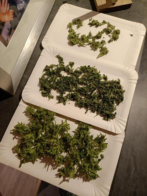OUTDOOR GROWBOX 1 (5.+5.1+6.+7). Week 31