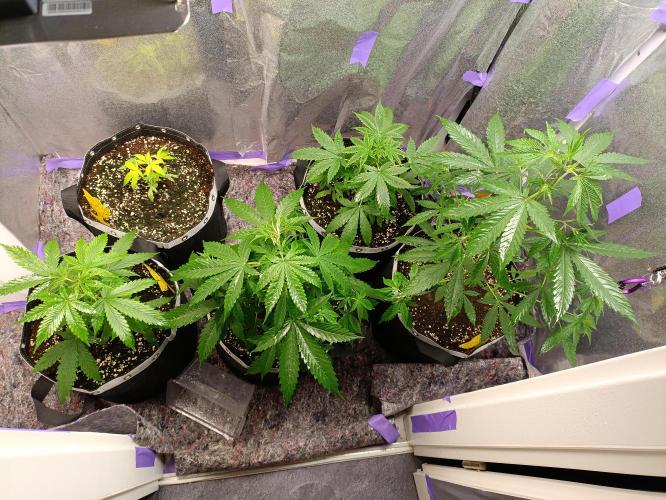 GROWBOX 4 (17.+18.+19.+20.+21.). Week 5 - Tag 30