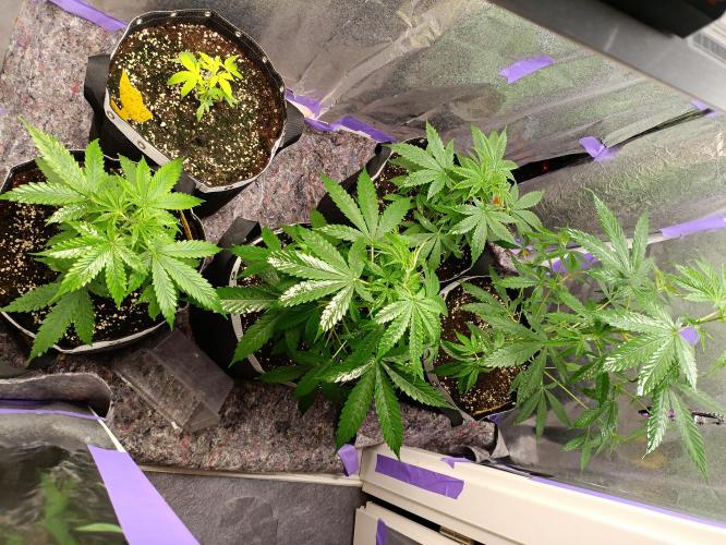 GROWBOX 4 (17.+18.+19.+20.+21.). Week 5 - Tag 30